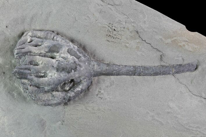 Crinoid (Taxocrinus) Fossil - Crawfordsville, Indiana #94433